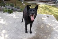 Bentuk Gaun Pengantin Muslim Ala India Jxdu N