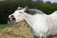 Inspirasi Baju Lebaran Lucu Bikin Ngakak Zwdg 15 Gambar Binatang Lucu Bikin Ngakak Yang Menghibur